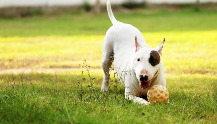 Bull Terrier: All about the Breed