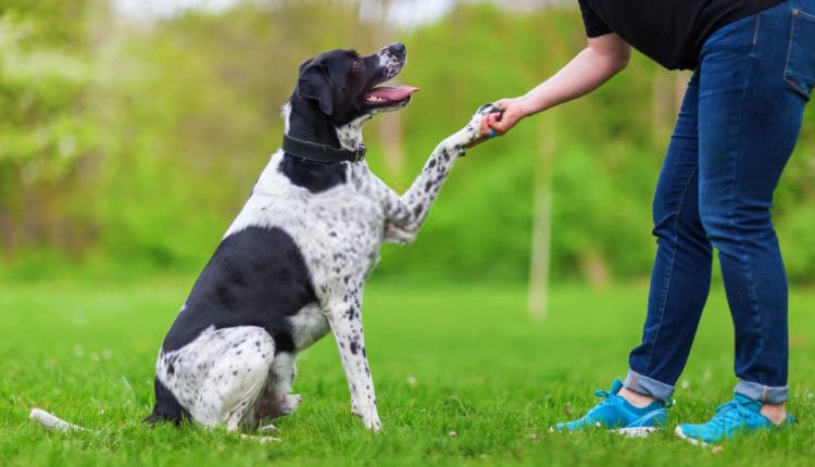 Dog Training: Guide to a Well-Behaved Canine