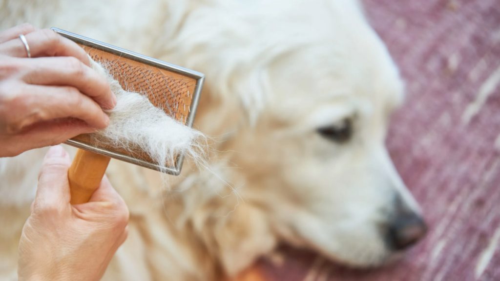 Understanding Hair Loss in Dogs – BZU