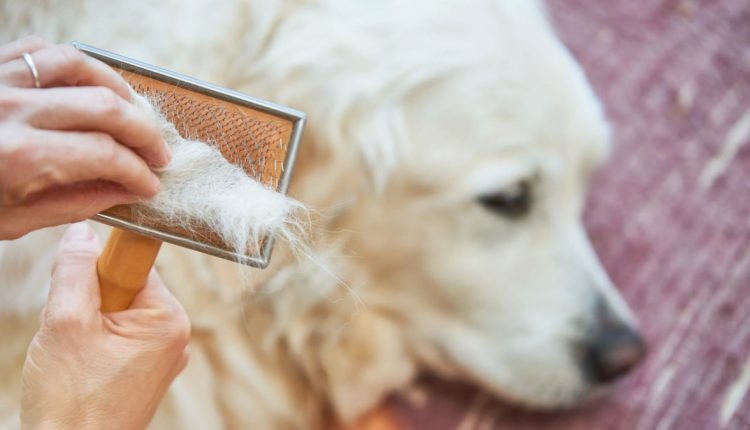 Understanding Hair Loss in Dogs