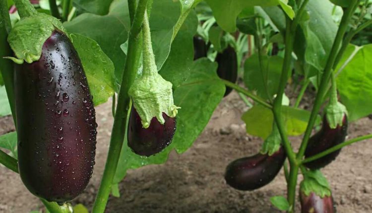 How to Plant Eggplant