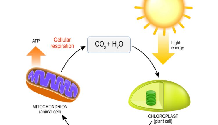 What is the purpose of cellular respiration